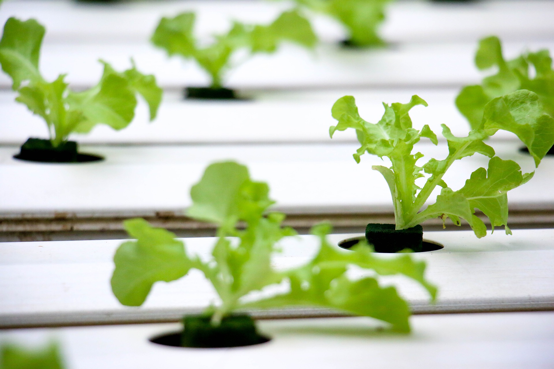 Vertical Farming Sustainability
